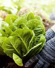 Staiger GmbH - Ihr zuverlässiger Lebensmittel-Großhandel und Foodservice-Partner in Stuttgart. Frischwaren, Convenience-Produkte und Feinkost in Premium-Qualität für Gastronomie, Handel und Lebensmittelbetriebe.