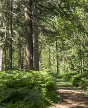 FriedWald Hasbruch Bild 6