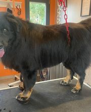 Nany'Dog Toilettage image 11