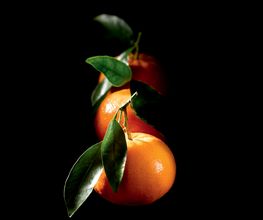 TRANSGOURMET image 7