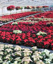 Blumenland Wiedmaier Bild 9