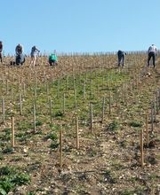 Champagne André Diligent et Fils image 1
