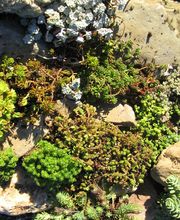 Staudengärtnerei David Müller Bild 7