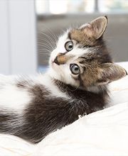 Union Hill Animal Hospital image 3