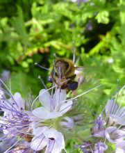 LA MAISON DES ABEILLES image 4