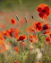 Presqu'Ile D'images image 3