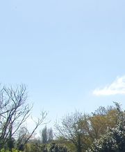 La Forêt des Ronrons image 8