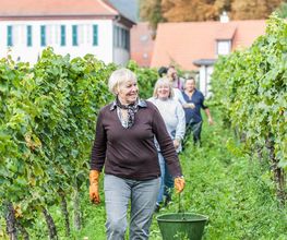 Weingut Erich Ferckel Bild 7