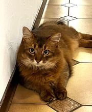 Wind im Hundefell Bild 8