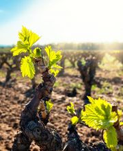 Weingut Hermann Kern Bild 3