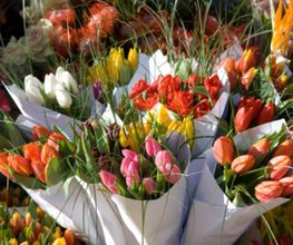 flores-abella-flores-02.jpg