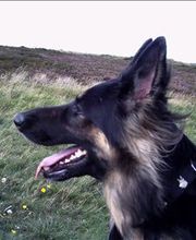 Zois Hundeschule Bild 3