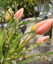 Deko Florale -Outlet- Bild 5