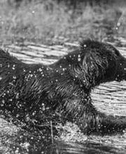 Tiermedizentrum Lyssbach GmbH Bild 4