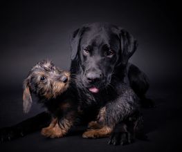 Hundefotografie-Klick-Moment-Fotostudio-Gera-Zwoetzen-Buergerhof.jpg
