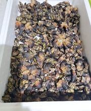 percebes-ovinana.jpg