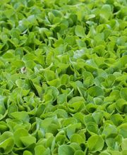 Gallery Professionale