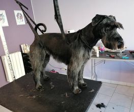 L'Espace Canin image 9