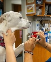 Santa Monica Pet Medical Center image 18