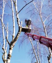 Baumdienst Klettermaxe e.K Bild 3