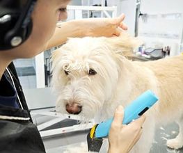 Doggrooming Ramstein Bild 3
