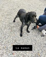 Élevage familial de la Pomaille image 6