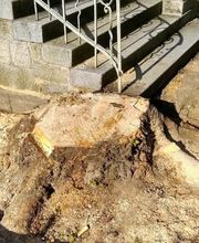 www.baumstumpf-raus.de Bild 3