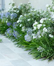 Pépinière Jolijardin image 17