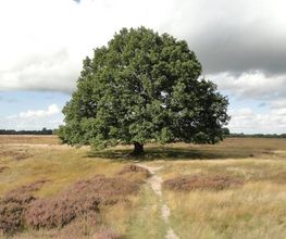 Grafverzorging De Oude Eik afbeelding 5