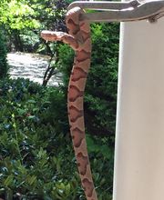 Critter Control - Newburgh image 1