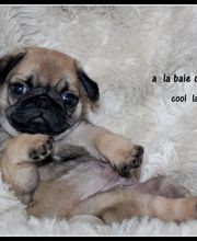 Sandrine Le Rest image 6