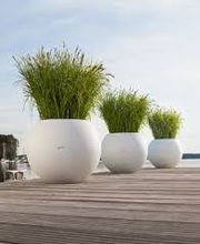 Wiedmer-Blumen AG Bild 8