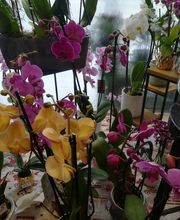 Des Fleurs En Plus image 13