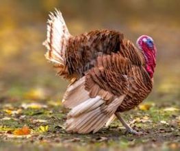 Pavo-3.jpg
