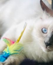 Comme Un Chat image 1