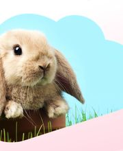 Rabbit Groomers image 2