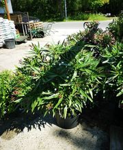 Les Jardins D'Alexandre image 20