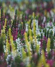 Gärtnerei Schlegel Hinterholz Bild 10