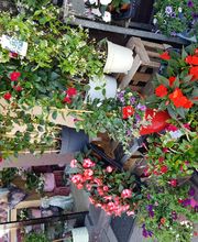 Gartencenter A-Z Velbert GmbH Bild 25