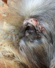 Serveis Veterinaris Esparreguera imagen 6