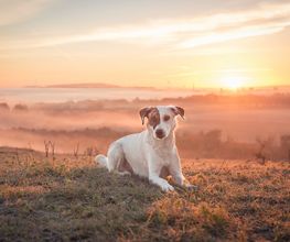 Tierfotografie Susanne Elendt Bild 1