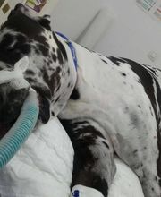 Clinica Veterinaria Exotia Santa Ursula imagen 4