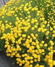 Staudengärtnerei David Müller Bild 64