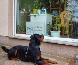 Hundeschule Komm Bild 2