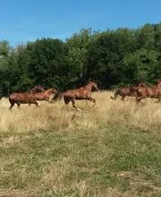 Centre Equestre de Crézancy image 10