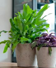 Plantyworks GmbH Bild 1