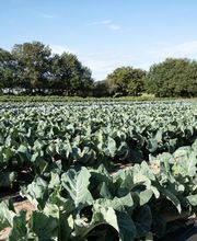 Ferme Fruitière de la Hautière image 13