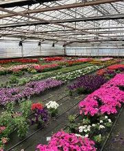 Gärtnerei van Oordt Bild 6