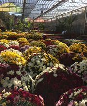 Pépinière Côté Jardin image 15