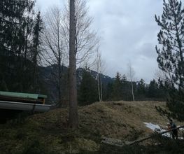 Baumfällung